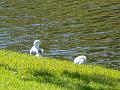 Gulls, River Torrens P1030599